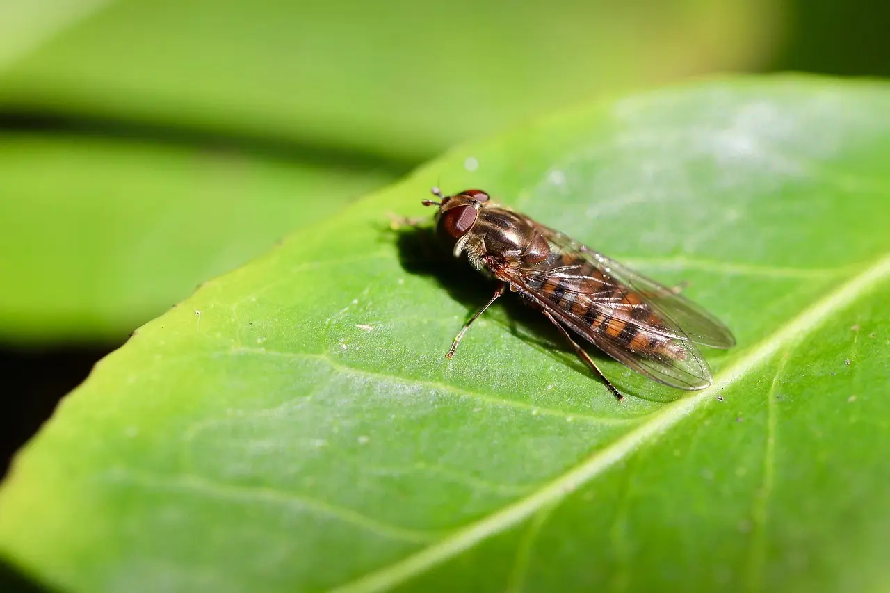 Hvordan virker en hudormefjerner?
